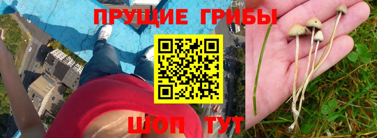 Галлюциногенные грибы GOLDEN TEACHER  Вход с VPN  Красный Сулин 